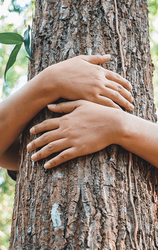 Tree hug